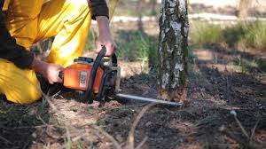 Best Tree Removal  in Cotati, CA