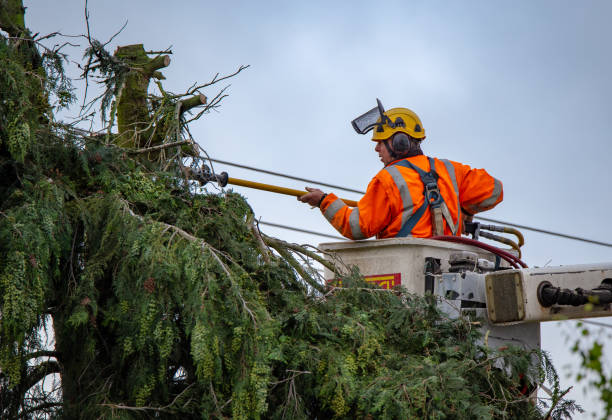 Best Leaf Removal  in Cotati, CA