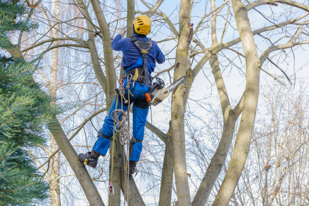 Best Tree Maintenance Programs  in Cotati, CA