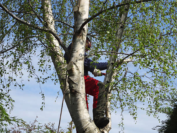 How Our Tree Care Process Works  in  Cotati, CA