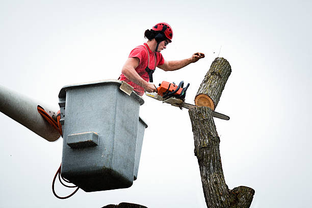 Best Emergency Tree Removal  in Cotati, CA