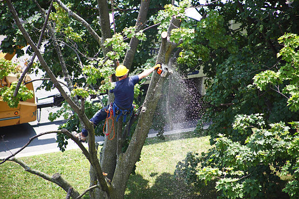 Best Tree Trimming and Pruning  in Cotati, CA