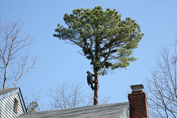 Best Hazardous Tree Removal  in Cotati, CA