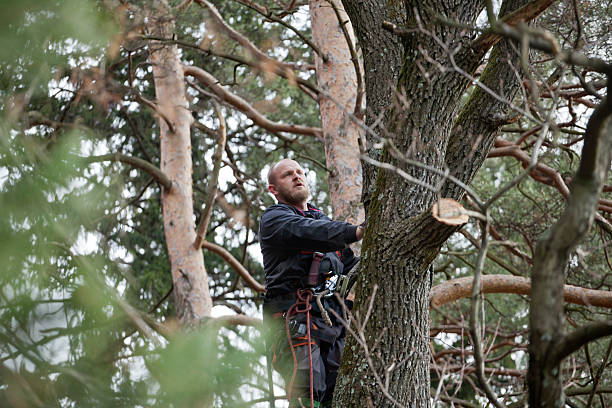 Best Storm Damage Tree Cleanup  in Cotati, CA