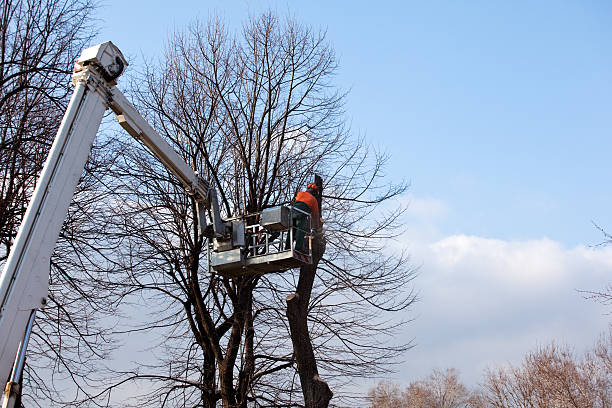 Best Utility Line Clearance  in Cotati, CA