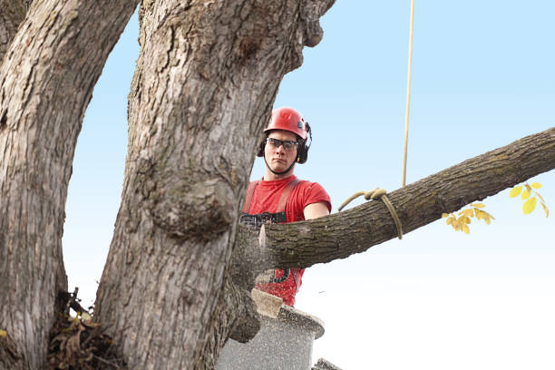 Best Tree Fertilization  in Cotati, CA